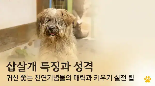 삽살개 특징과 성격, 귀신 쫓는 천연기념물의 매력과 키우기 실전 팁