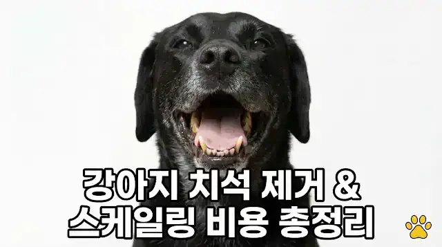 강아지 치석 제거 스케일링 비용 총정리