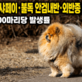차우차우&middot;샤페이&middot;불독 안검내반&middot;외반증 완벽 가이드 견종별 100마리당 발생률 썸네일