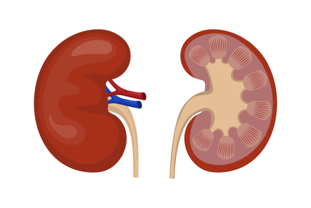 건강한 신장과 병든 신장 비교 의학 일러스트 - 강아지 치주염이 만성 신부전으로 이어질 수 있음을 설명하는 참고 이미지