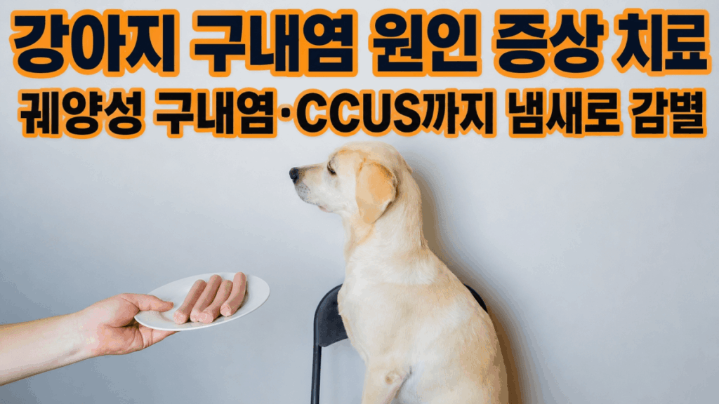 강아지 구내염 원인 증상 치료 궤양성 구내염 CCUS 냄새 감별 가이드 썸네일