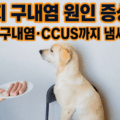 강아지 구내염 원인 증상 치료 궤양성 구내염 CCUS 냄새 감별 가이드 썸네일