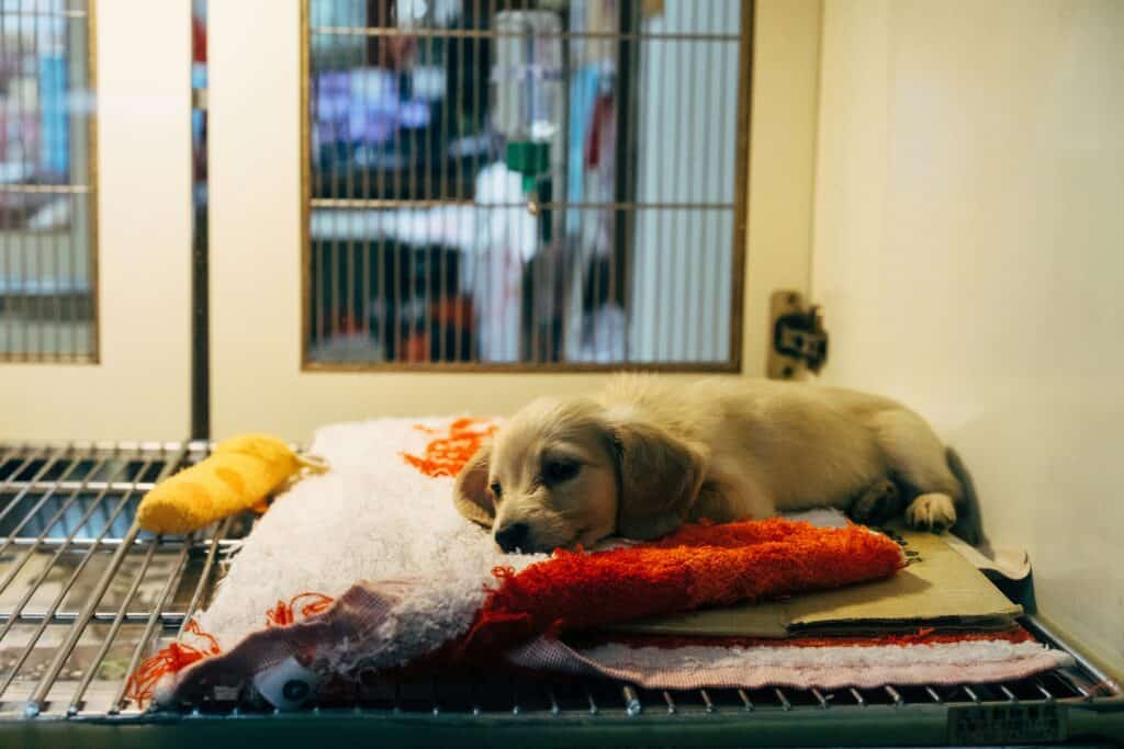 동물병원에서 안정을 취하는 강아지 &mdash; 특발성 간질&middot;발작