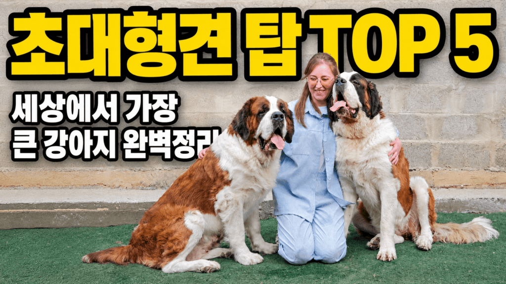 초대형견 TOP 5 - 세인트버나드와 성인 여성 크기 비교