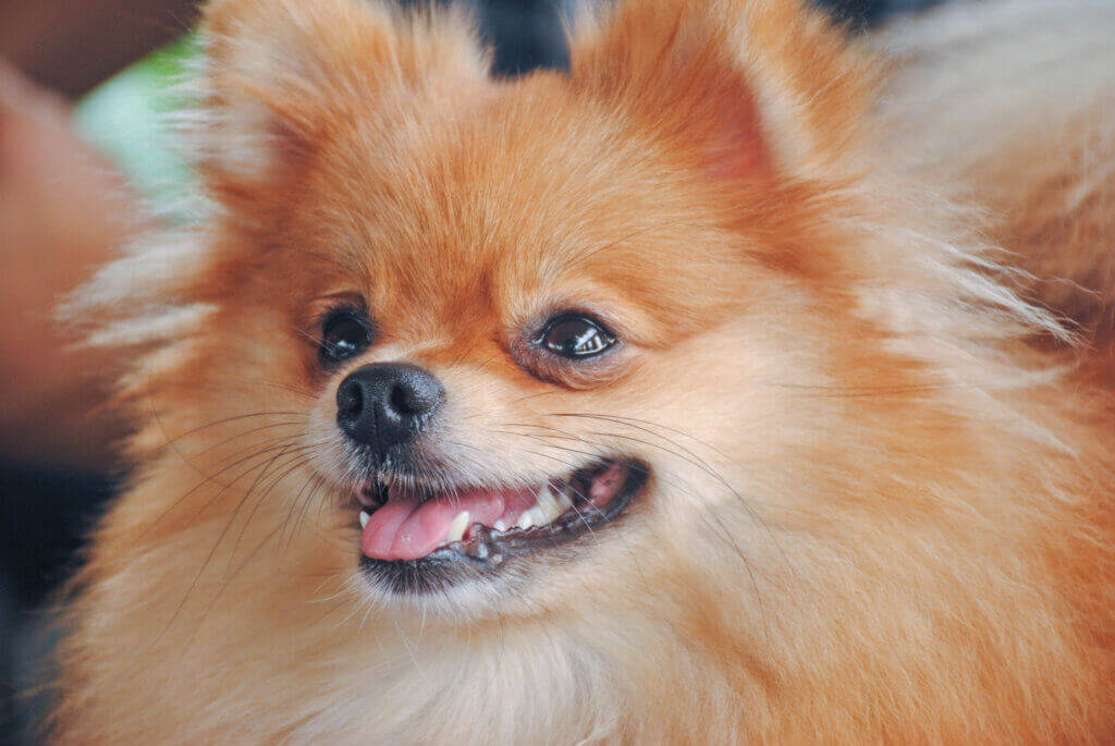 포메라니안 강아지 눈 클로즈업 눈물자국 소형견