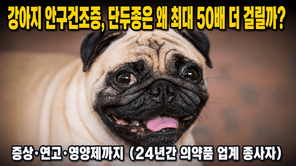 크고 돌출된 눈을 가진 퍼그, 강아지 안구건조증 단두종 최대 50배 유병률 완벽 가이드 썸네일