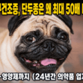 크고 돌출된 눈을 가진 퍼그, 강아지 안구건조증 단두종 최대 50배 유병률 완벽 가이드 썸네일