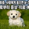 잔디밭에 앉아 있는 강아지 - 개회충 알은 흙에 섞여 있어 산책 중 감염될 수 있다