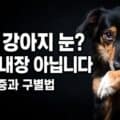 하얀 강아지 눈동자 백내장과 핵경화증 구별법 대표 이미지