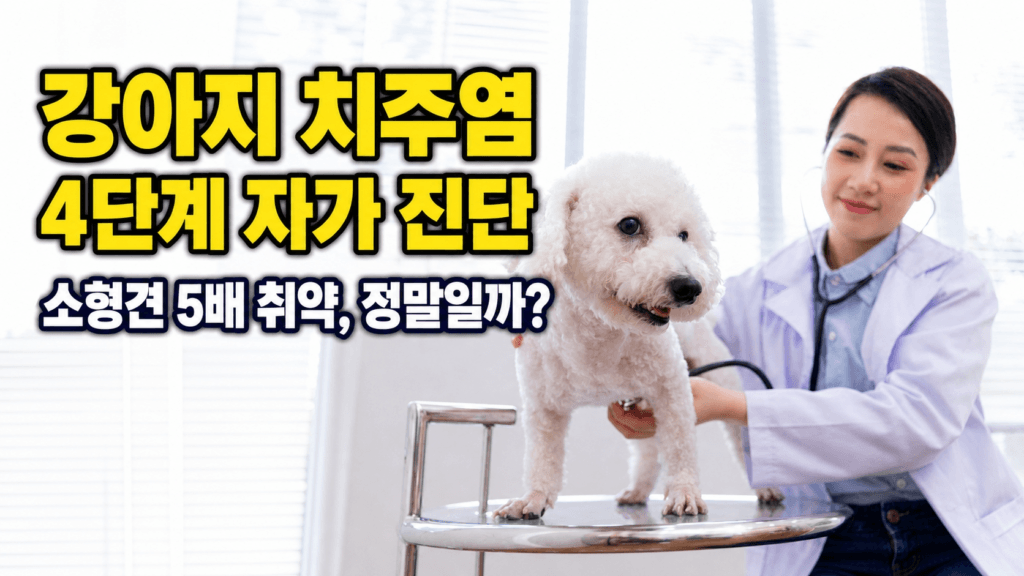 강아지 치주염 4단계 자가 진단 썸네일 - 수의사가 흰색 푸들의 구강 상태를 검진하는 모습