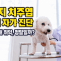 강아지 치주염 4단계 자가 진단 썸네일 - 수의사가 흰색 푸들의 구강 상태를 검진하는 모습