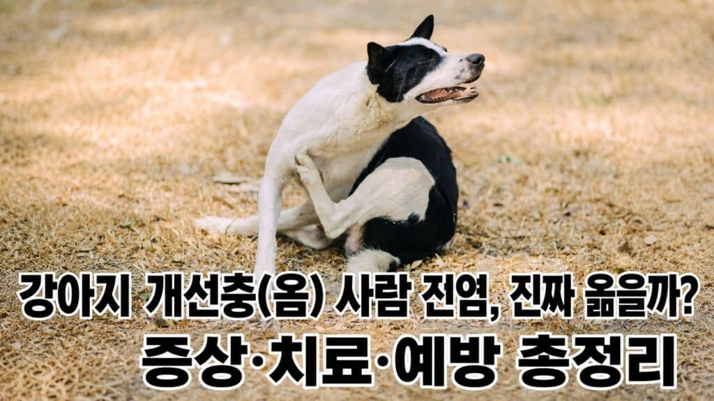 강아지 옴 개선충 사람 전염 증상 치료 예방 총정리 썸네일