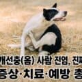 강아지 옴 개선충 사람 전염 증상 치료 예방 총정리 썸네일
