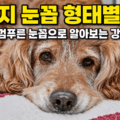 강아지 눈꼽 형태별 원인 고름 실 검푸른 눈꼽 강아지 눈병 총정리