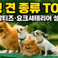 소형견 종류 TOP 7 - 포메라니안&middot;말티즈&middot;요크셔테리어 등 인기 소형견 비교