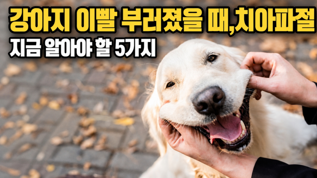 강아지 이빨 부러졌을 때 지금 알아야 할 5가지 – 소형견 파절 원인부터 자가 검진까지 안내