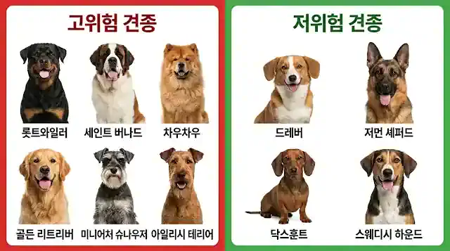 자궁축농증 고위험 견종과 저위험 견종 비교 - 롯트와일러 골든리트리버 등 품종별 발병 위험도 인포그래픽