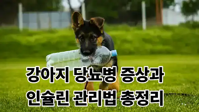 강아지 당뇨병 증상과 인슐린 관리법 총정리 블로그 썸네일