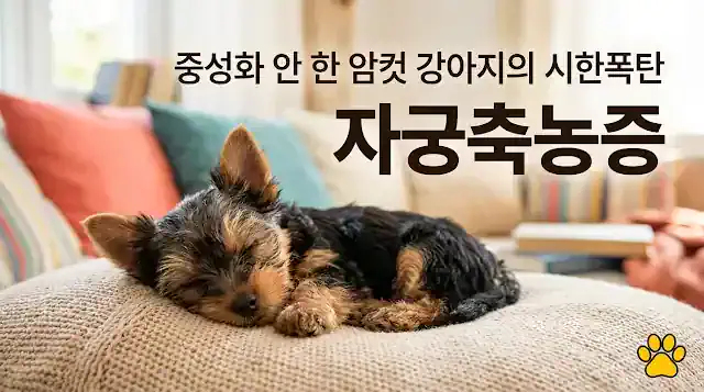 소파 위에서 잠자는 요크셔테리어 - 중성화 안 한 암컷 강아지 자궁축농증 위험성