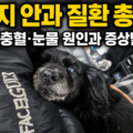 안과 진료를 마치고 집으로 돌아온 반려견 깜순이 &mdash; 강아지 안과 질환 눈꼽&middot;눈충혈&middot;눈물 원인과 증상별 대처법 총정리