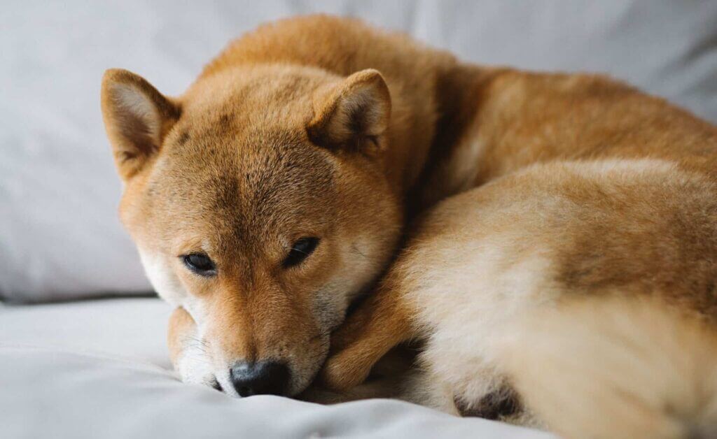 몸을 동그랗게 말고 누워있는 강아지 &mdash; 보호자 부재로 인한 상황적 우울 반응