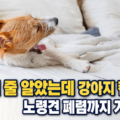 소파 위에서 힘없이 누워 있는 갈색 강아지 - 켄넬코프 초기 증상과 노령견에서 폐렴으로 진행되는 이유를 설명하는 대표 이미지