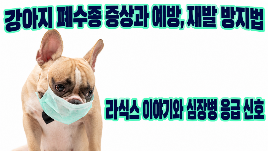 강아지 폐수종 증상과 예방, 재발 방지법을 안내하는 프렌치불독 썸네일