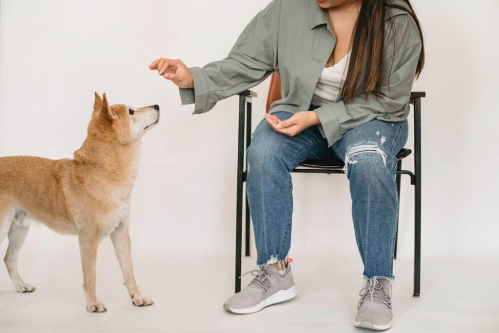 강아지에게 약을 먹이는 모습