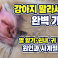 강아지 말라세지아 완벽 가이드 대표 이미지 - 발 핥기&middot;쉰내&middot;귀 갈색귀지 원인과 사계절 관리법