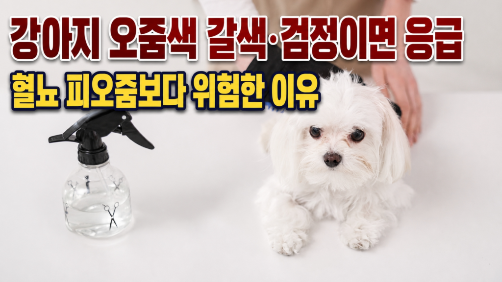 강아지 오줌색 갈색 검정이면 응급, 동물병원에서 진료받는 말티즈