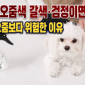 강아지 오줌색 갈색 검정이면 응급, 동물병원에서 진료받는 말티즈