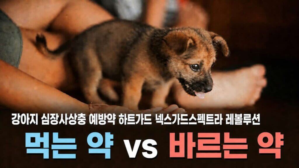 강아지 심장사상충 예방약 하트가드 넥스가드스펙트라 레볼루션 - 먹는 약 vs 바르는 약 비교 썸네일