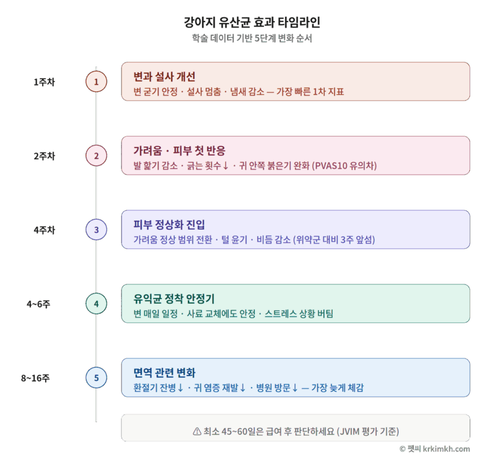 강아지 유산균 효과 타임라인 인포그래픽 1주차 변 개선부터 8주에서 16주차 면역 변화까지 5단계