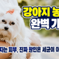 강아지 농피증 완벽 가이드 대표 이미지 - 도봉구 병원에서 만난 말티즈 사례