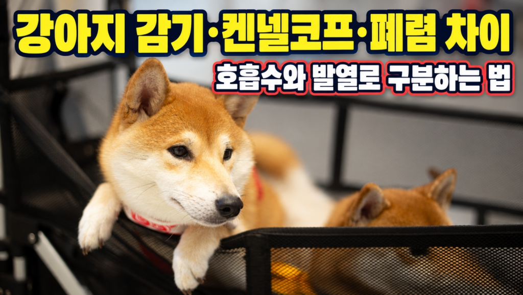 동물병원 대기실에 누워있는 시바견과 강아지 감기·켄넬코프·폐렴 차이 안내