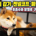 동물병원 대기실에 누워있는 시바견과 강아지 감기·켄넬코프·폐렴 차이 안내