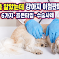 동물병원에서 청진기로 소형견의 심장을 진찰하는 수의사와 걱정스러운 표정의 보호자 - 강아지 이첨판폐쇄부전증 초기 신호 안내 썸네일