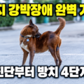 눈 위에서 자기 꼬리를 쫓으며 빙글빙글 도는 강아지, 강아지 강박장애의 대표적 증상