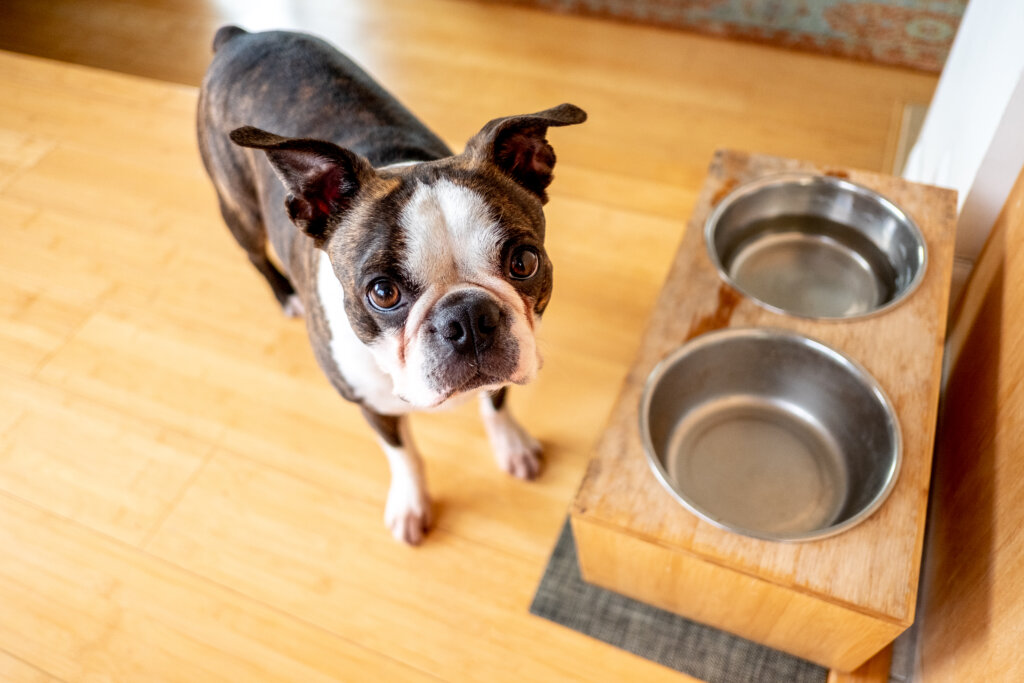 아침에 빈 밥그릇 앞에 서있는 강아지의 공복 상태
