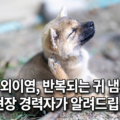 강아지 외이염 반복되는 귀 냄새&middot;긁음 완벽 가이드 - 24년 현장 경험 치료제 비교