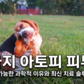 강아지 아토피 피부염 완벽 가이드 - 알러뮨&middot;아포퀠&middot;사이토포인트 치료제 총정리