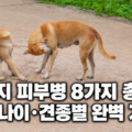 증상만 보고는 구별하기 어려운 강아지 피부병
