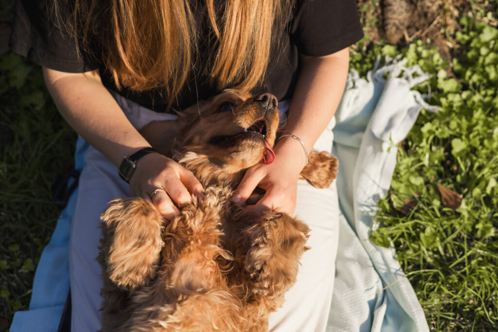 지루성 피부염을 꾸준히 관리하며 건강을 되찾은 반려견