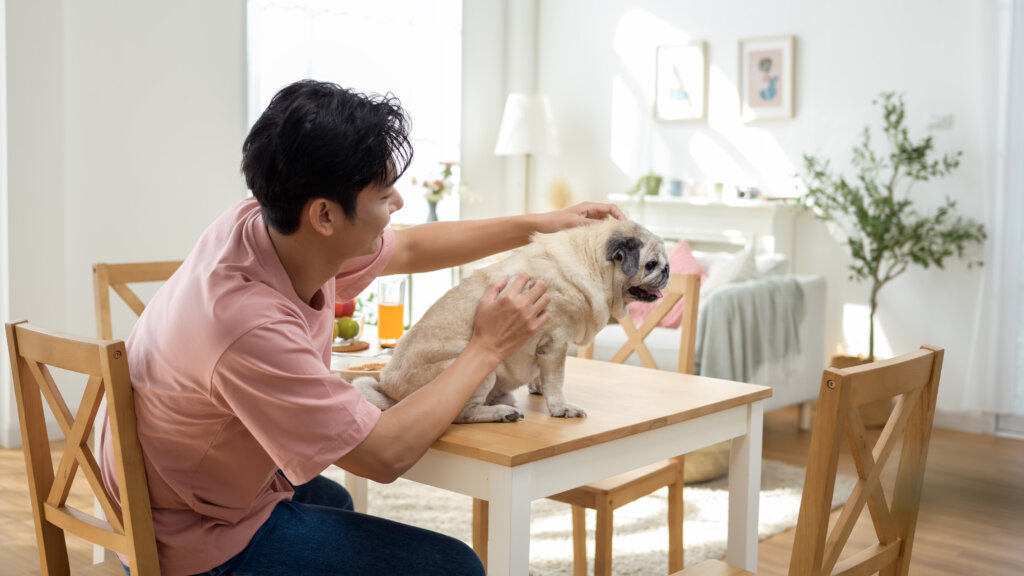 집에서 반려견 피부 상태를 살피는 보호자