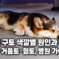 강아지 구토 색깔별 원인과 대처법 노란토 거품토 혈토 병원 가야 할 때 안내 썸네일