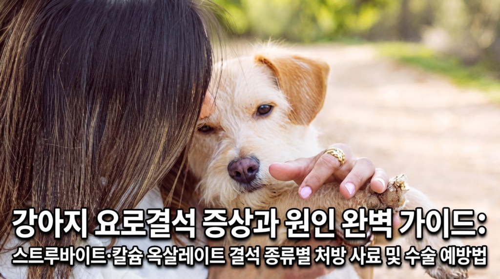 강아지 요로결석 증상과 원인 완벽 가이드 - 처방 사료·수술·예방법 총정리